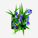 Deco Grass With Flower Purple Crocus(In)