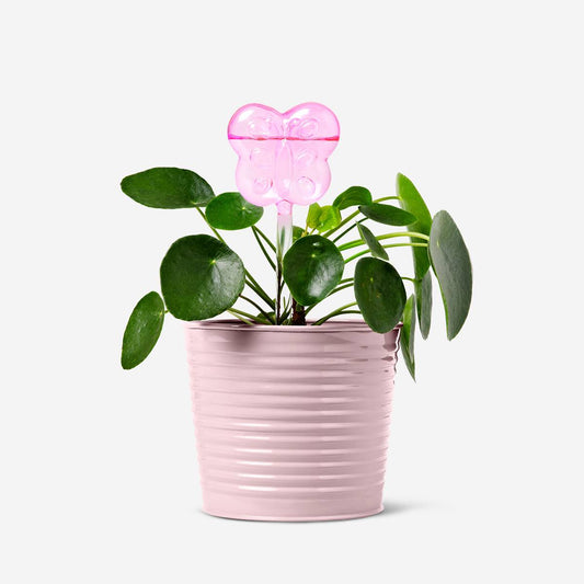 Self Watering Tube Glass Butterfly
