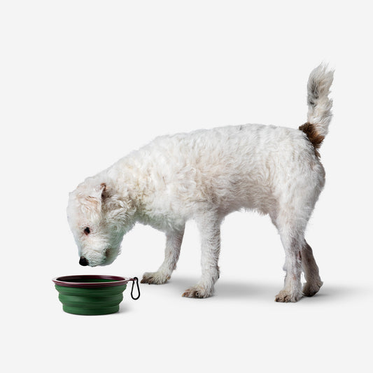 Dog Bowl Adjustable