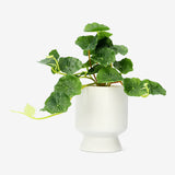 Flowerpot with Artificial Waringin Plant