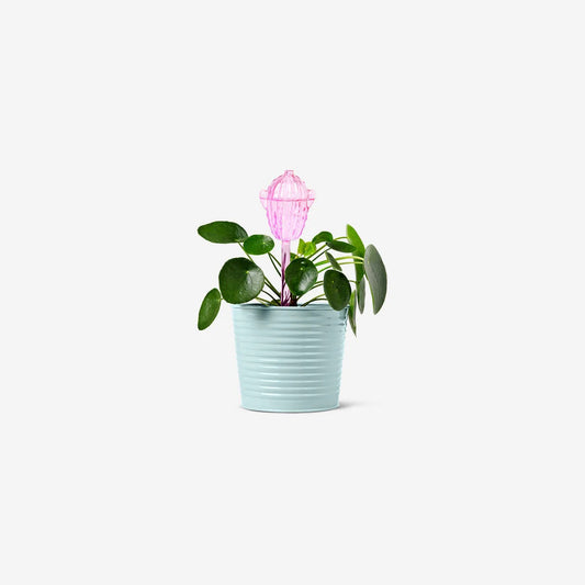 Self Water Cactus