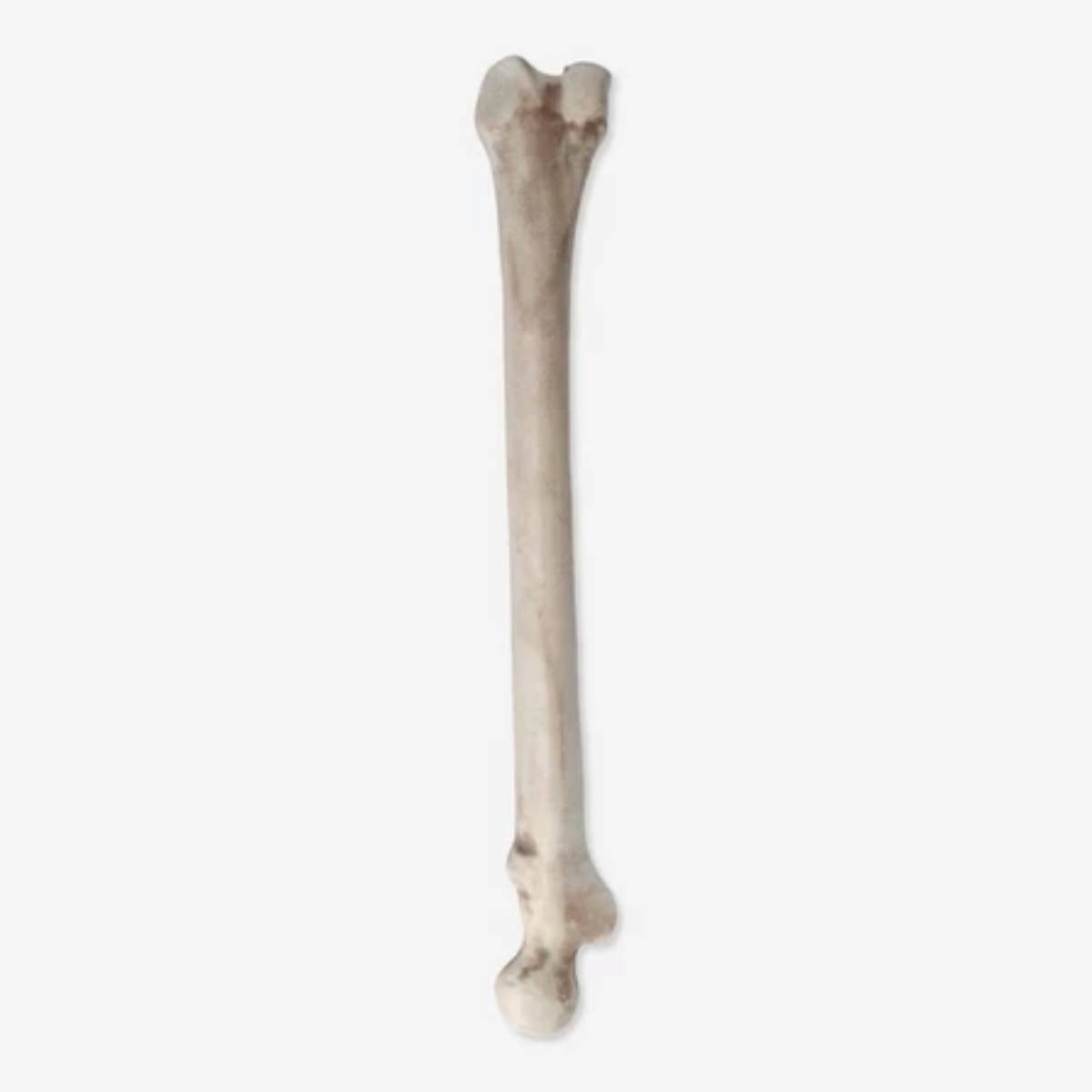 Pinata Bone Stick - 50 cm