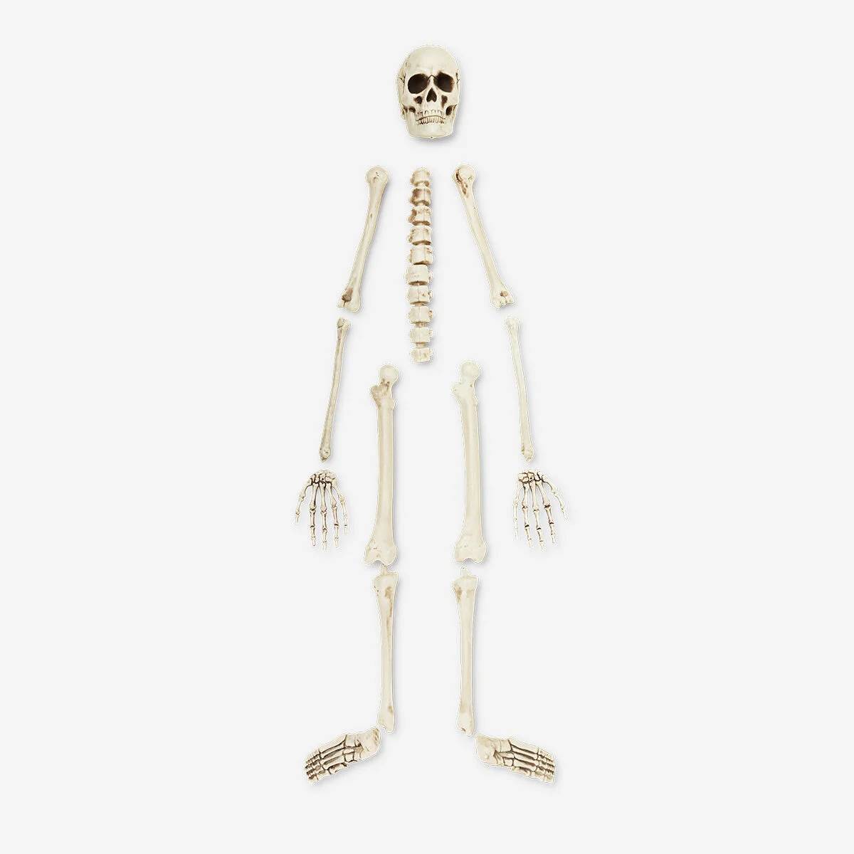 Skeleton Bone Set