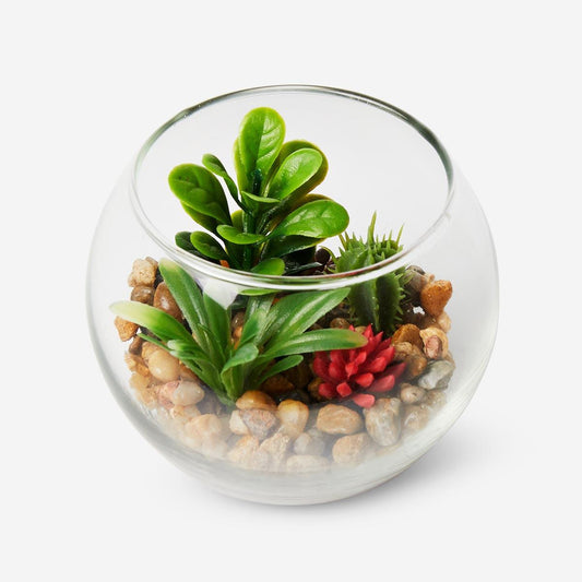 Terrarium Plant Mix Plants